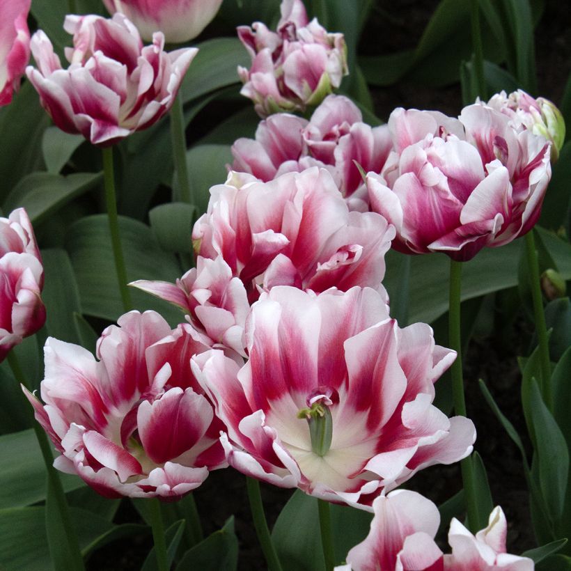 Tulipano Fantasy Lady (Fioritura)