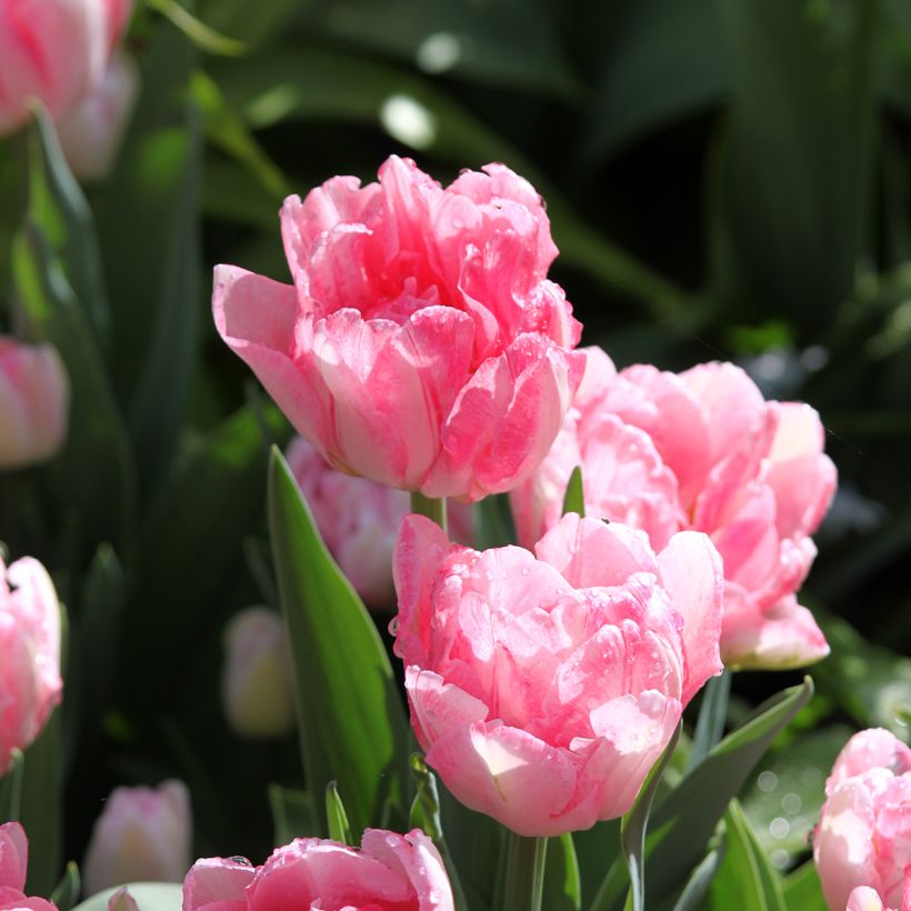 Tulipano Foxtrot (Flowering)
