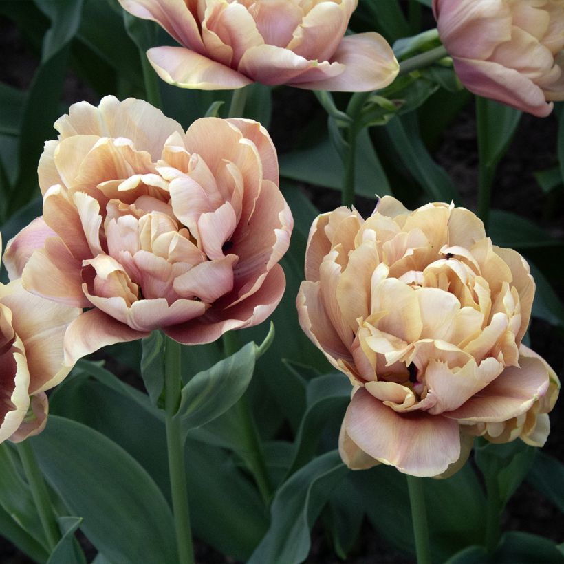 Tulipano La Belle Epoque (Fioritura)