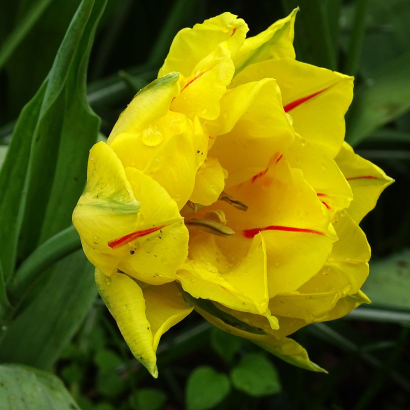 Tulipano Monsella (Flowering)