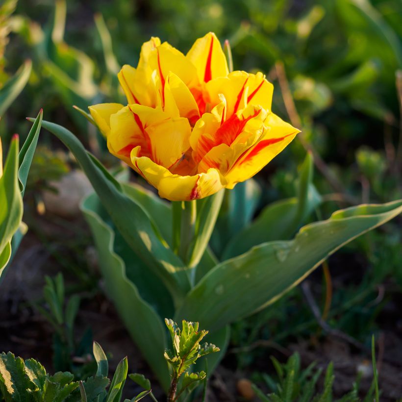 Tulipano Monsella (Plant habit)