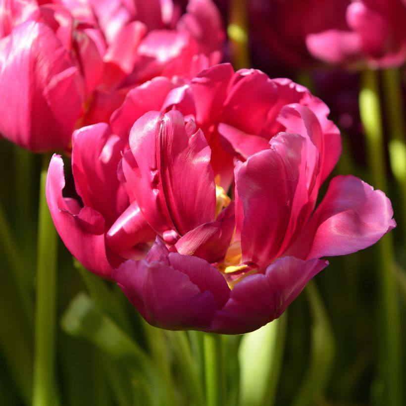 Tulipano Royal Acres (Flowering)