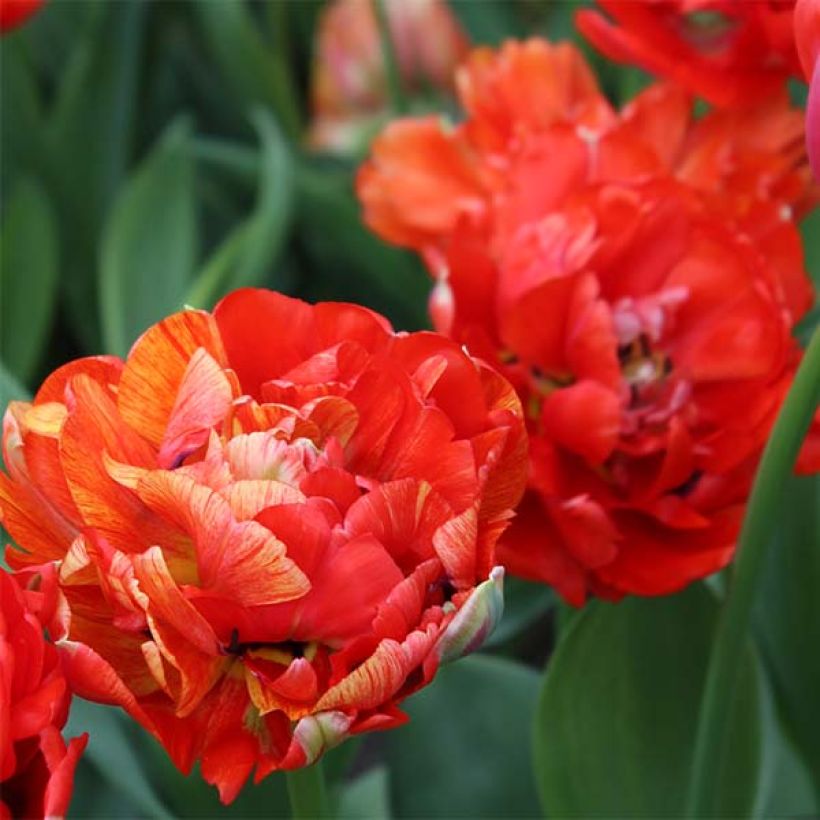 Tulipano Gudoshnik Double (Fioritura)