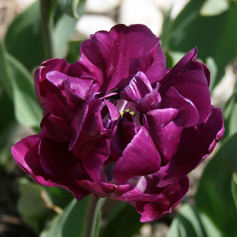 Tulipe double tardive Negrita Double (Fioritura)