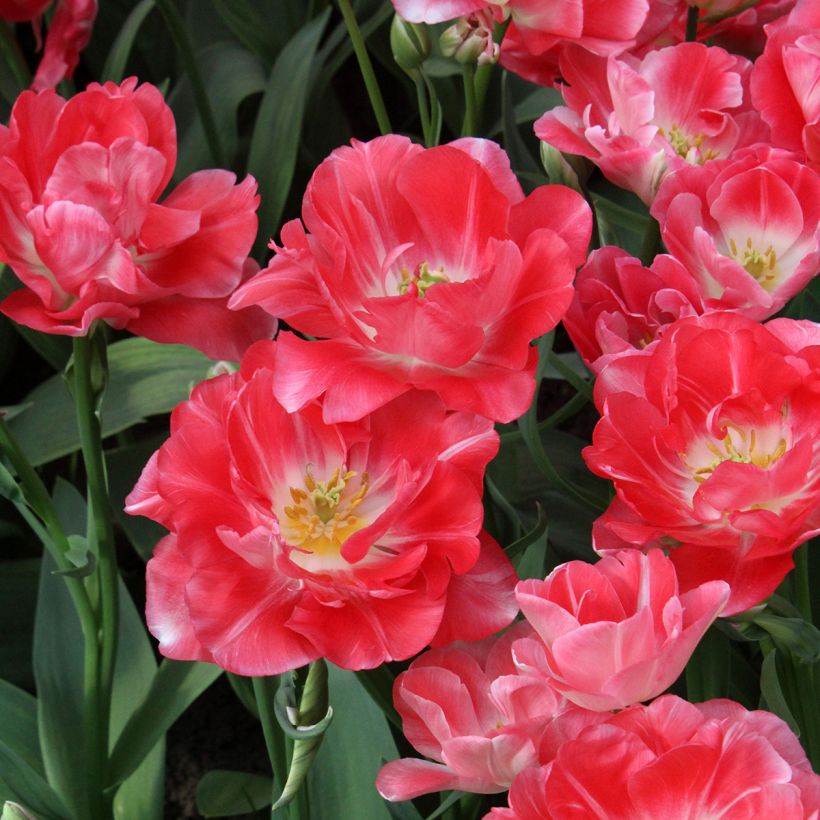 Tulipano Princess Angélique (Fioritura)