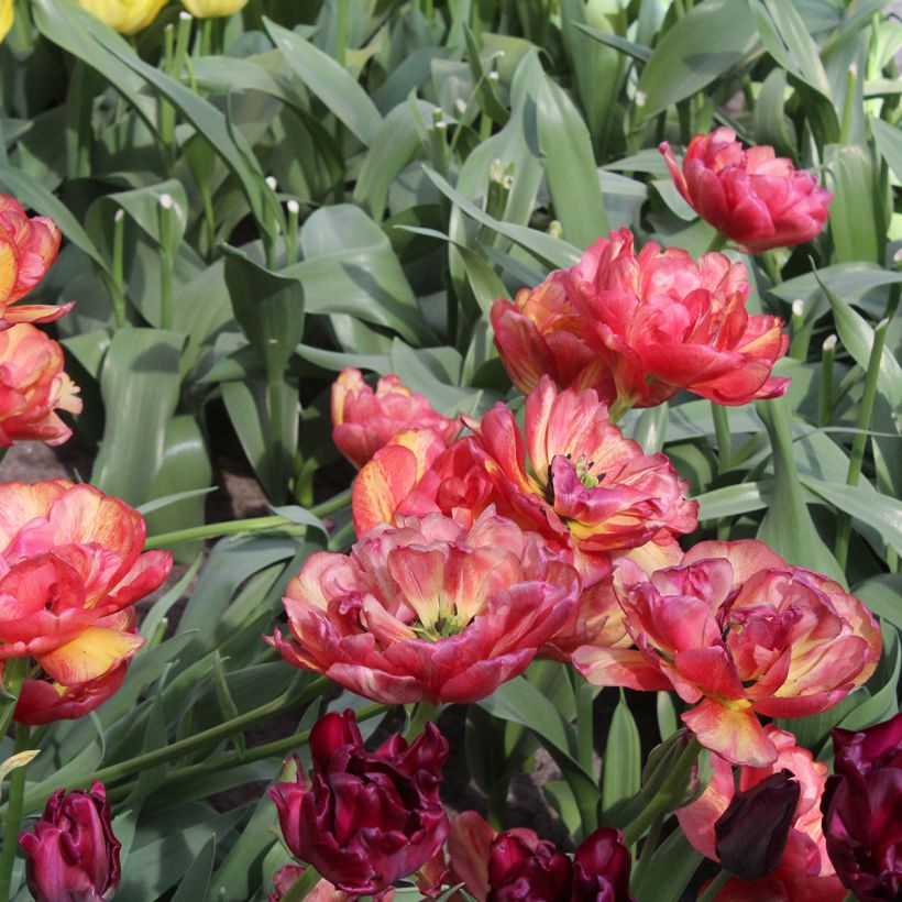 Tulipano Sundowner (Fioritura)