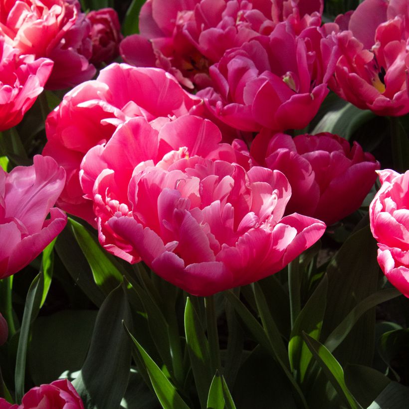 Tulipano Sunset Tropical (Fioritura)