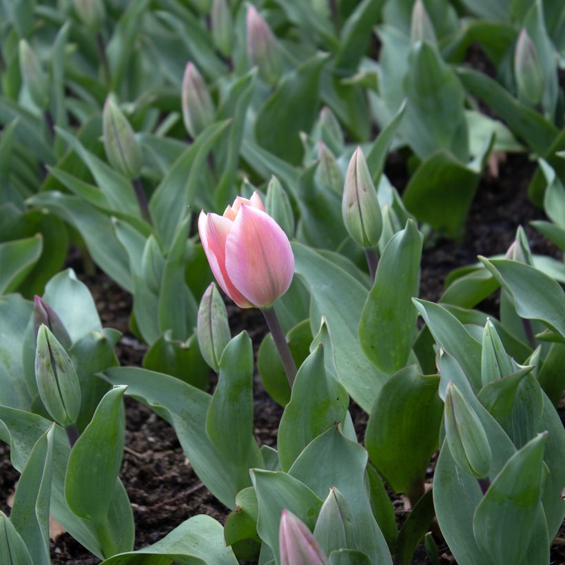 Tulipano fosteriana Albert Heijn (Fioritura)