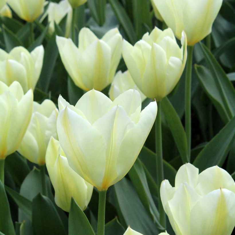 Tulipano fosteriana Purissima (Fioritura)