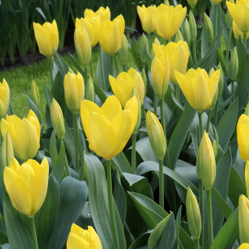 Tulipano fosteriana Sweetheart (Fioritura)