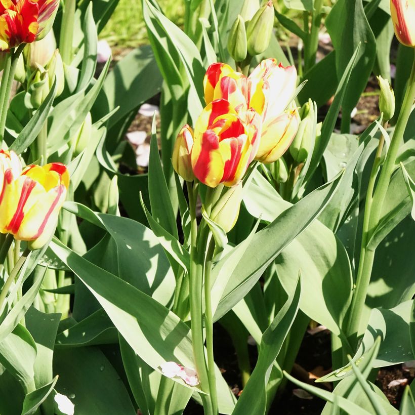 Tulipano Multiflora Sunshine Club (Flowering)