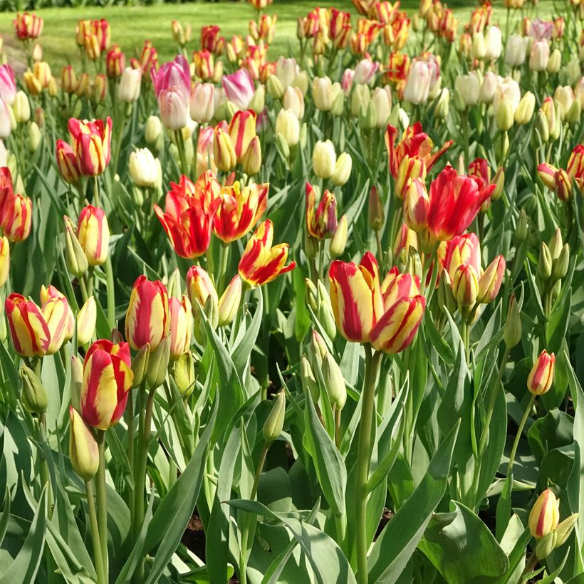 Tulipano Multiflora Sunshine Club (Plant habit)