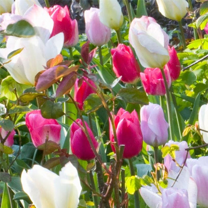 Tulipano Christmas Marvel (Fioritura)