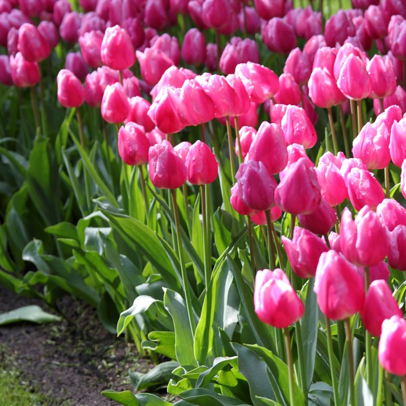 Tulipano Aafke (Porto)