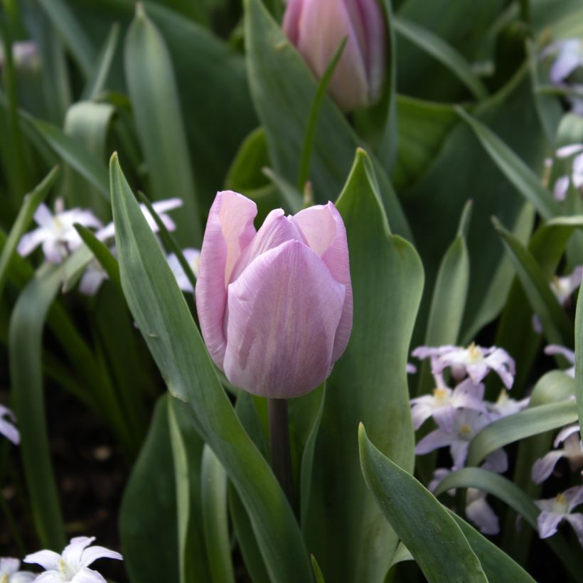 Tulipano Candy Prince (Fioritura)