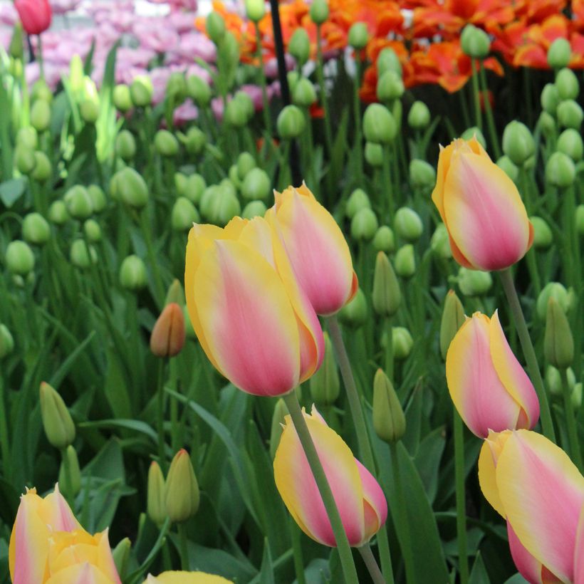 Tulipano Blushing Lady (Flowering)