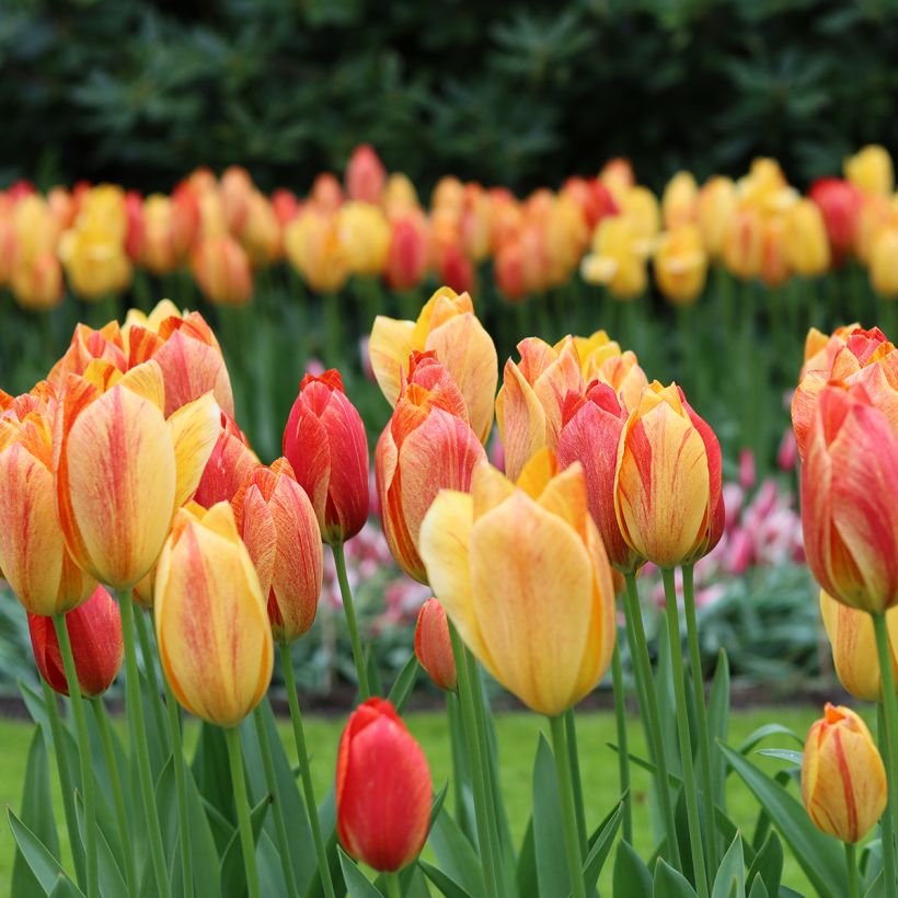 Tulipano Rhapsody of Smiles (Porto)