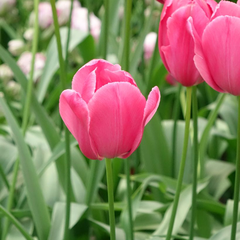Tulipano Yosemite (Fioritura)