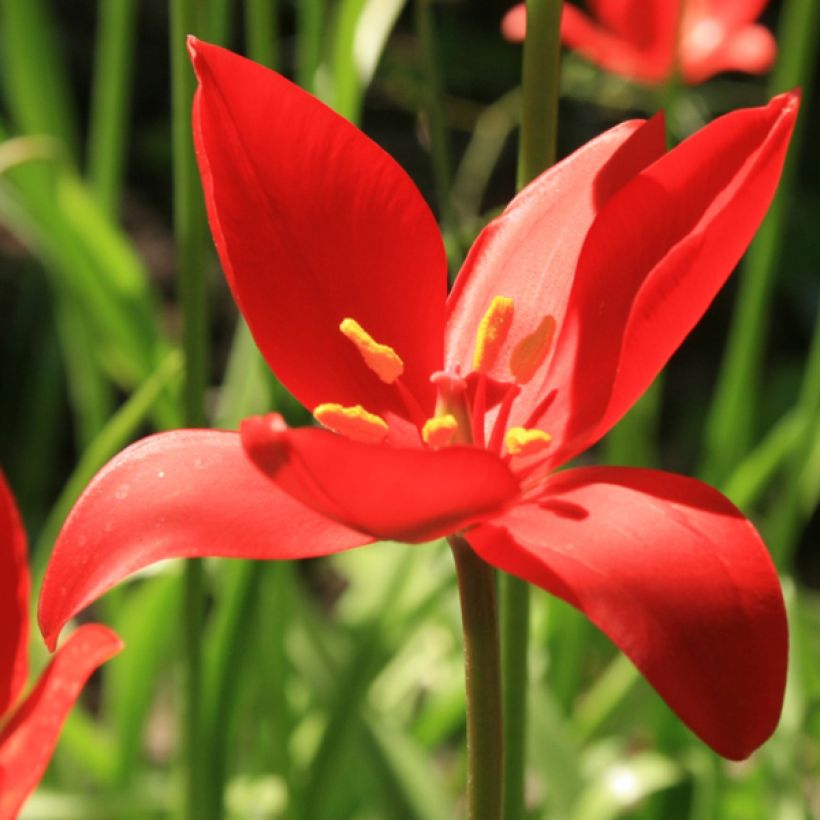 Tulipano sprengeri - Tulipano selvatico (Fioritura)