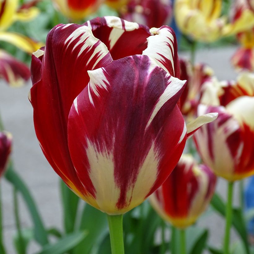 Tulipano Trionfo Grand Perfection (Fioritura)