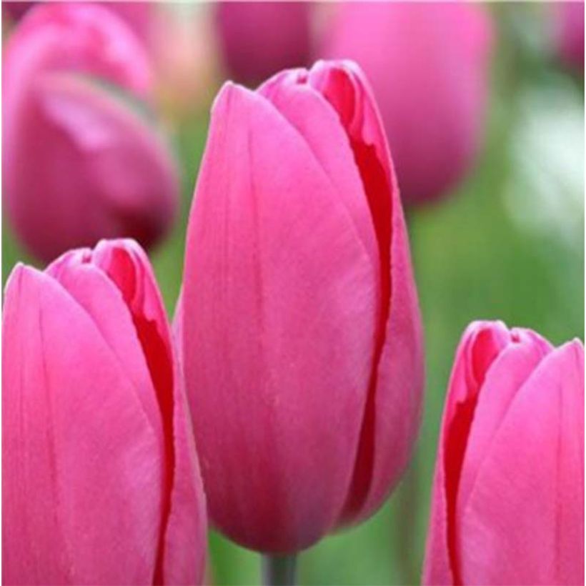 Tulipano Trionfo Pink Proud (Fioritura)