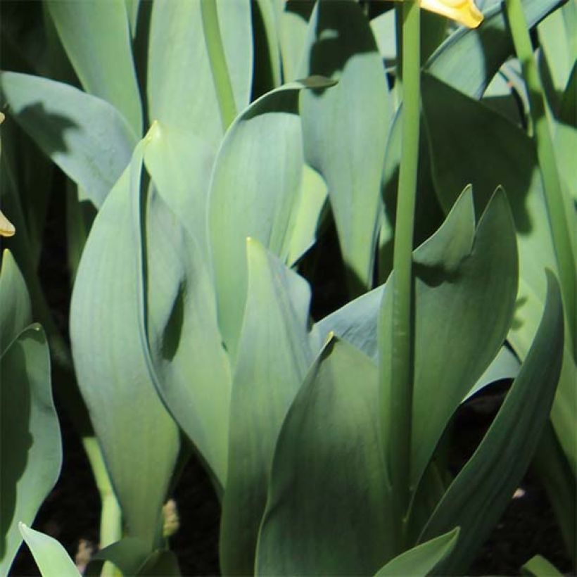Tulipano Trionfo Yellow Crown (Fogliame)