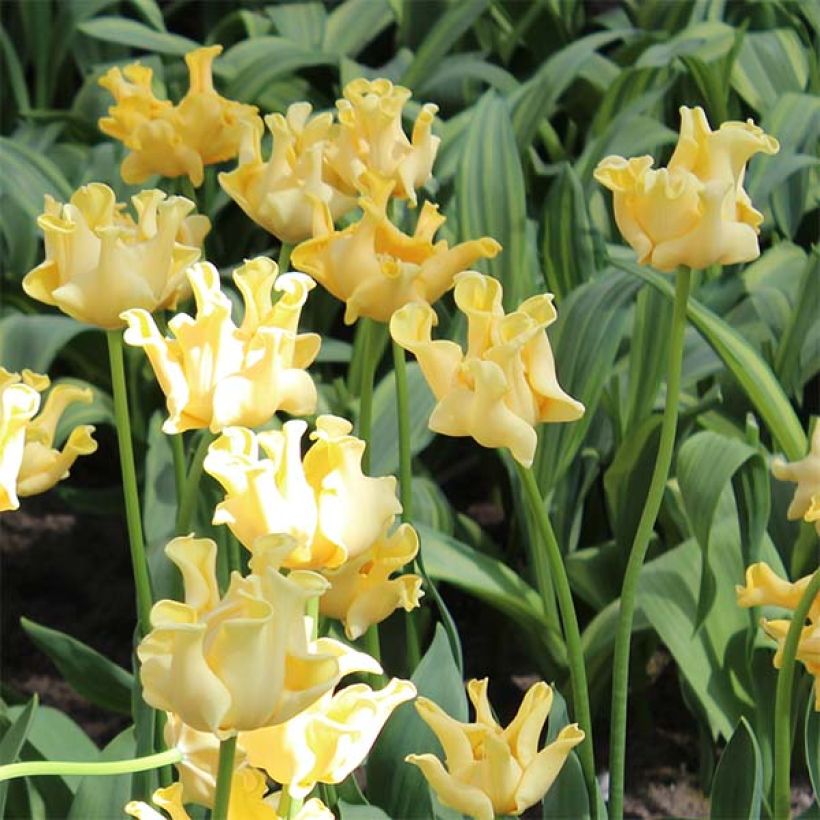 Tulipano Trionfo Yellow Crown (Fioritura)