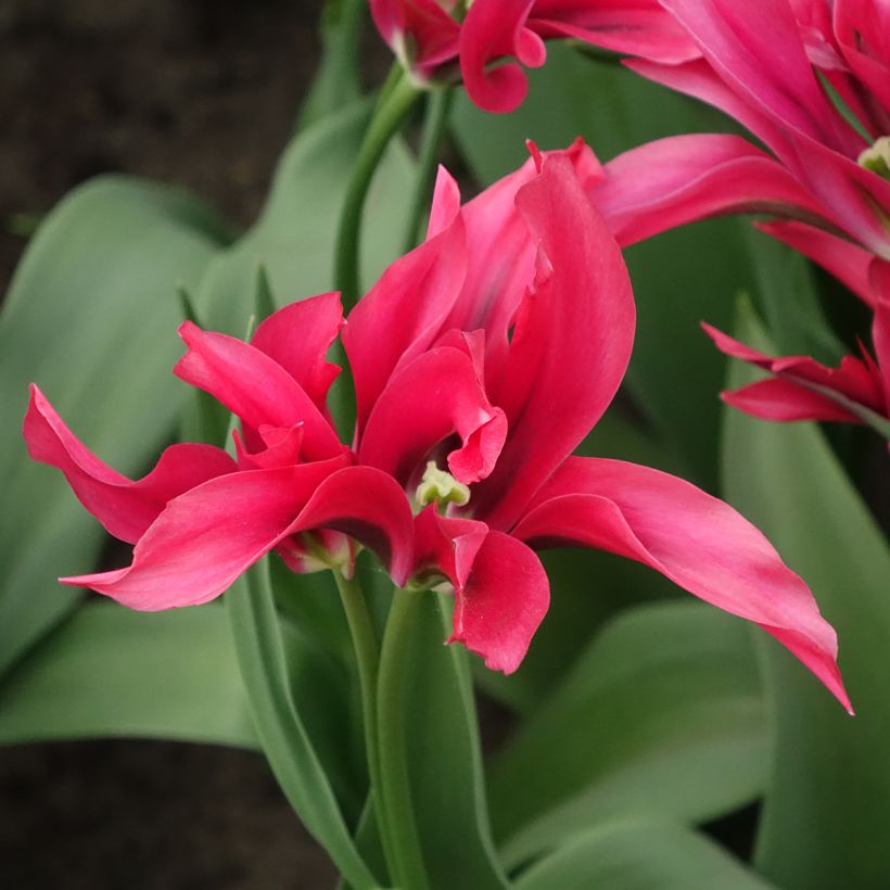 Tulipano Viridiflora Doll's Minuet (Fioritura)