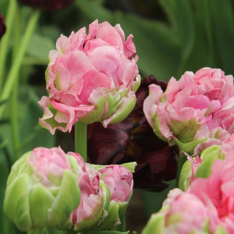 Tulipano Double Arosa (Fioritura)
