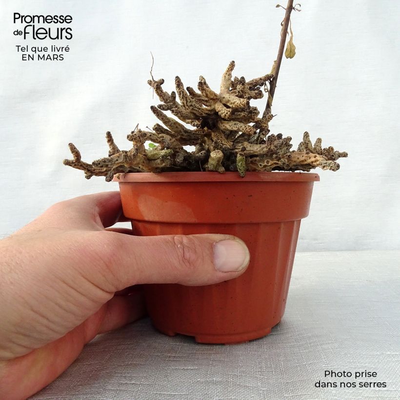 Tylecodon bucholzianus Vaso da Ø 12 cm / 13 cm esemplare consegnato in primavera