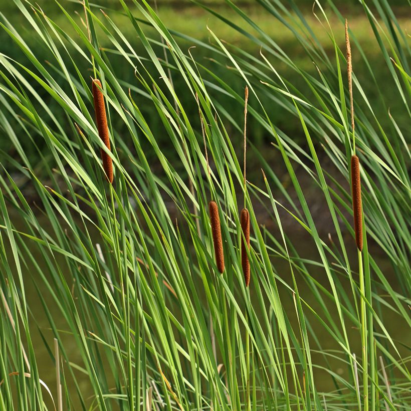 Typha angustifolia - Lisca a foglie strette (Foliage)