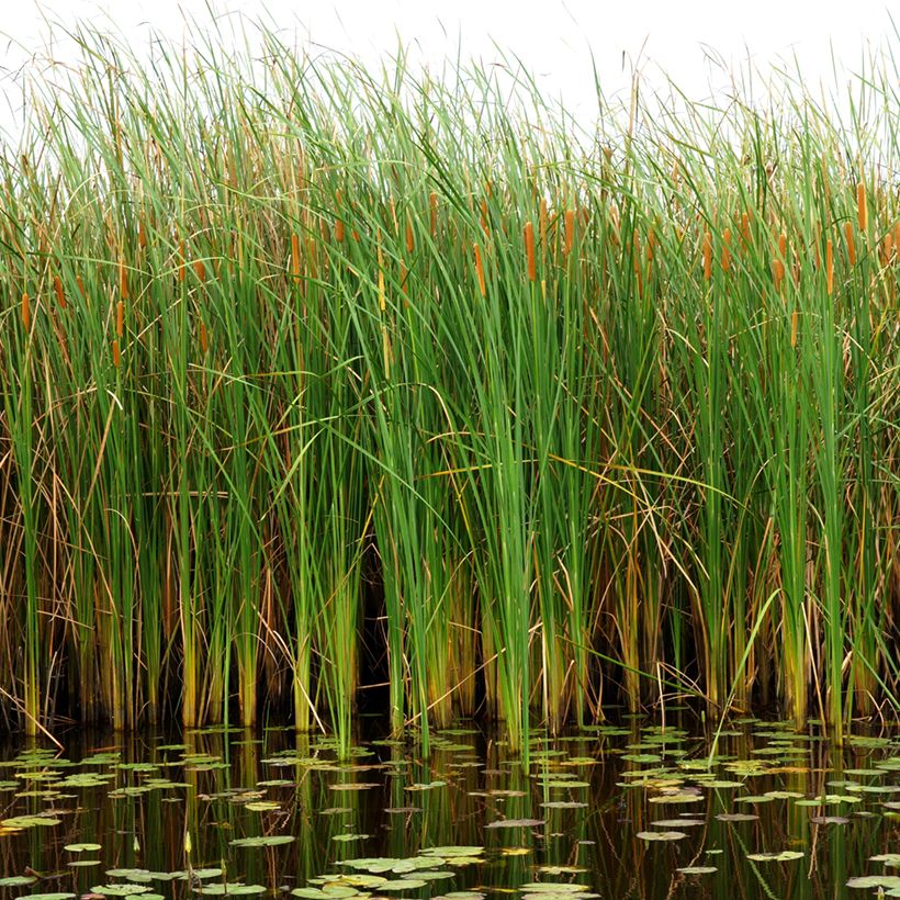 Typha angustifolia - Lisca a foglie strette (Plant habit)