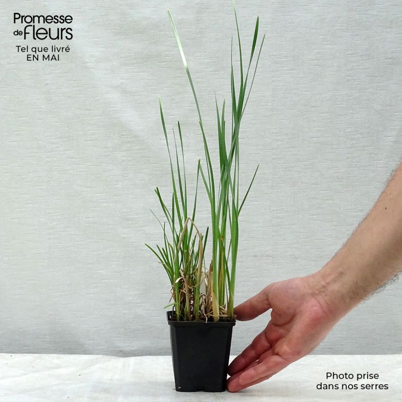 Typha latifolia - Lisca maggiore Vasetto da 8/9 cm esemplare consegnato in primavera