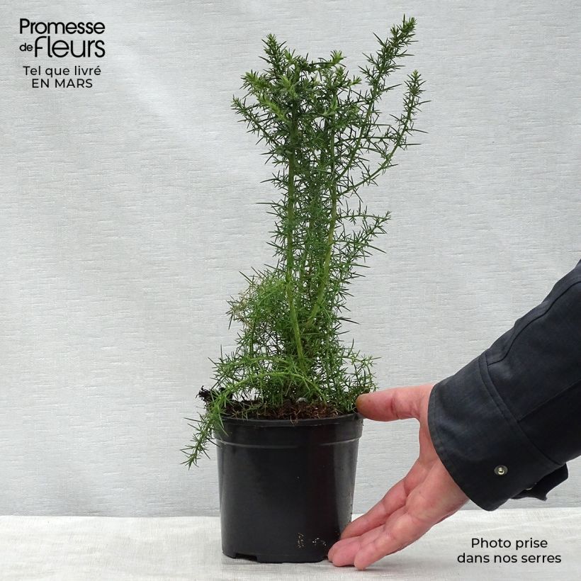 Example of Ulex europaeus - Ginestrone Vaso da 1L/1,5L as you get in printemps