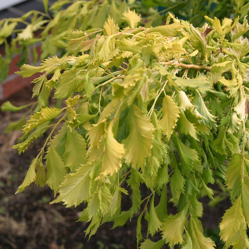 Ulmus  minor Viminalis Aurea - Olmo comune (Foliage)