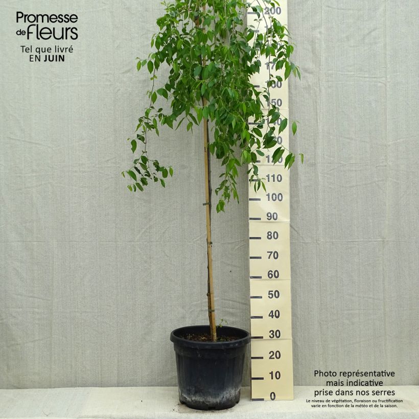 Ulmus carpinifolia Pendula - Olmo piangente Vaso da 30L/35L, Vaso impalcato esemplare consegnato in primavera