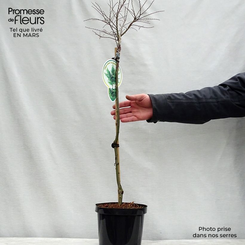 Example of Ulmus hollandica Jacqueline Hillier - Olmo nano Vaso da 4L/5L, Vaso impalcato as you get in printemps