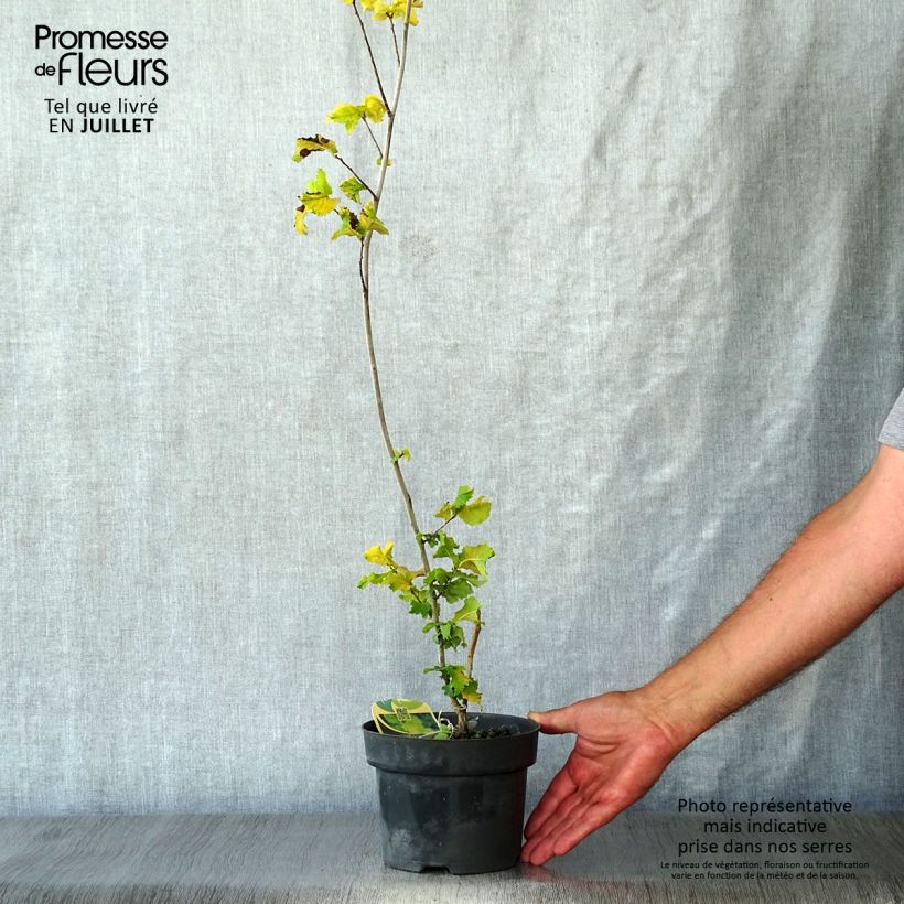 Esemplare di Ulmus hollandica Wredei - Olmo dorato Vaso da 3L/4L, Vaso impalcato medio consegnato in estate