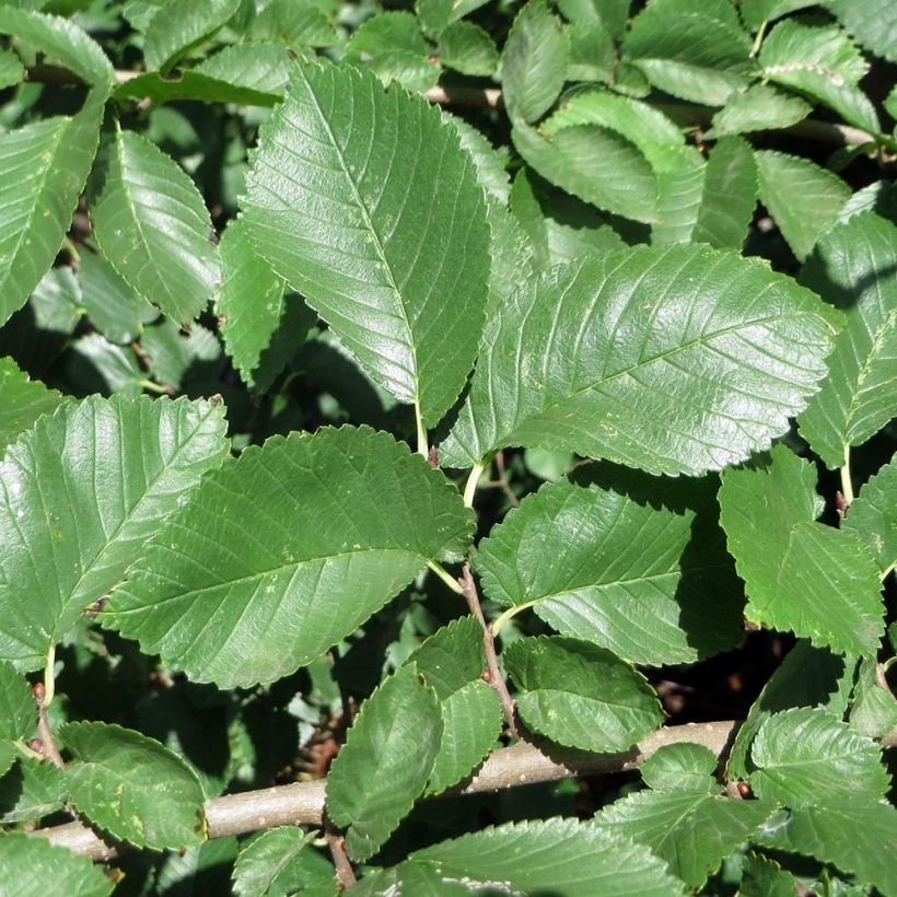 Ulmus minor - Olmo comune (Foliage)