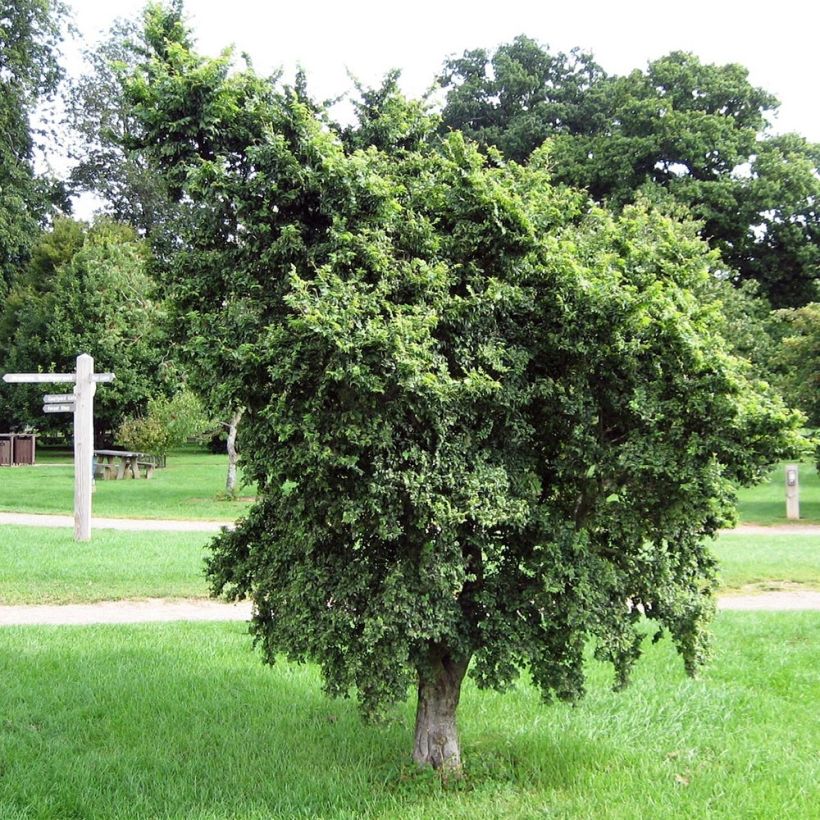 Ulmus minor - Olmo comune (Plant habit)