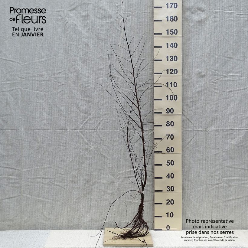 Example of Ulmus minor - Olmo comune Piante piccole a radice nuda as you get in hiver