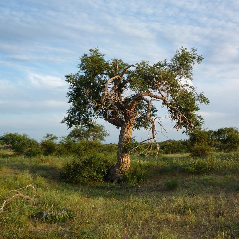 Ulmus pumila - Olmo siberiano (Plant habit)