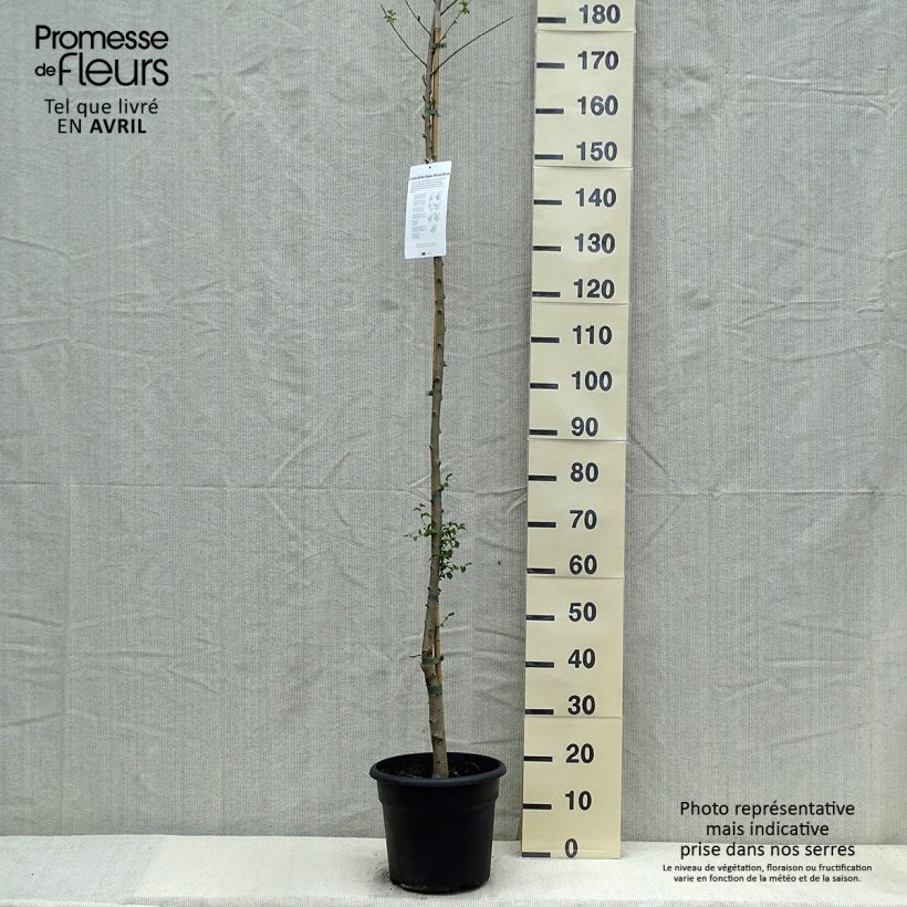 Ulmus pumila - Olmo siberiano Vaso da 7,5L/10L esemplare consegnato in primavera