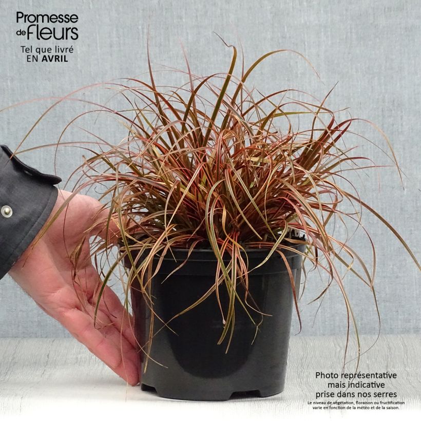Uncinia rubra Everflame Vaso da 2L/3L esemplare consegnato in primavera