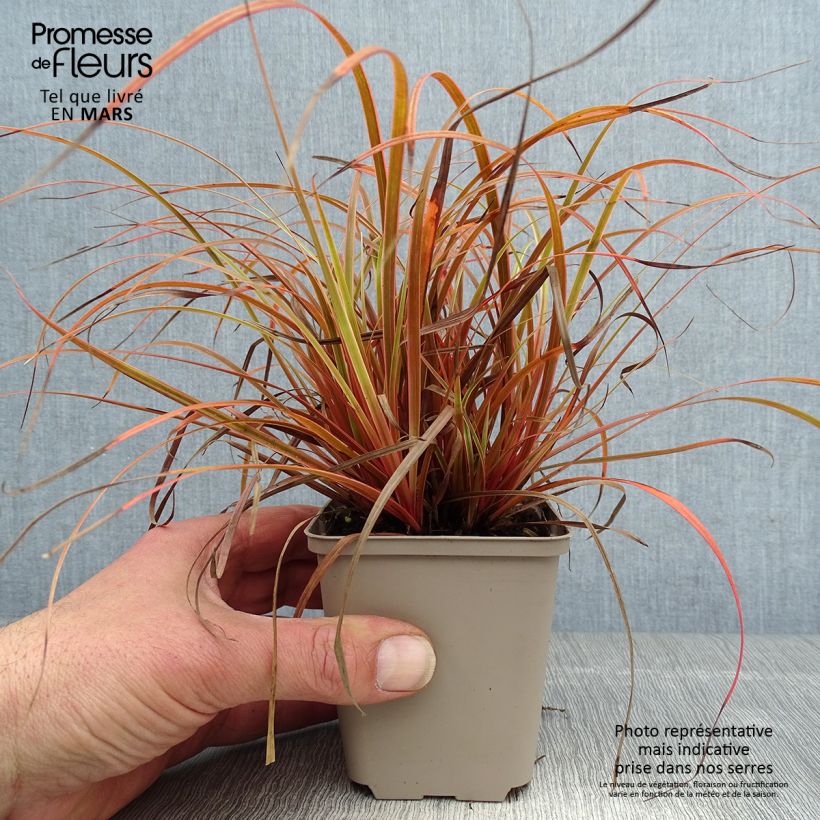 Uncinia rubra Everflame Vasetto da 8/9 cm esemplare consegnato in primavera