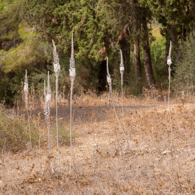 Urginea maritima - Scilla marittima (Porto)