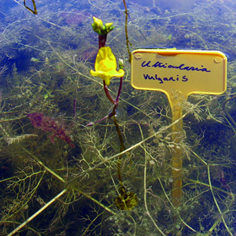 Utricularia vulgaris - Erba-vescica comune (Porto)