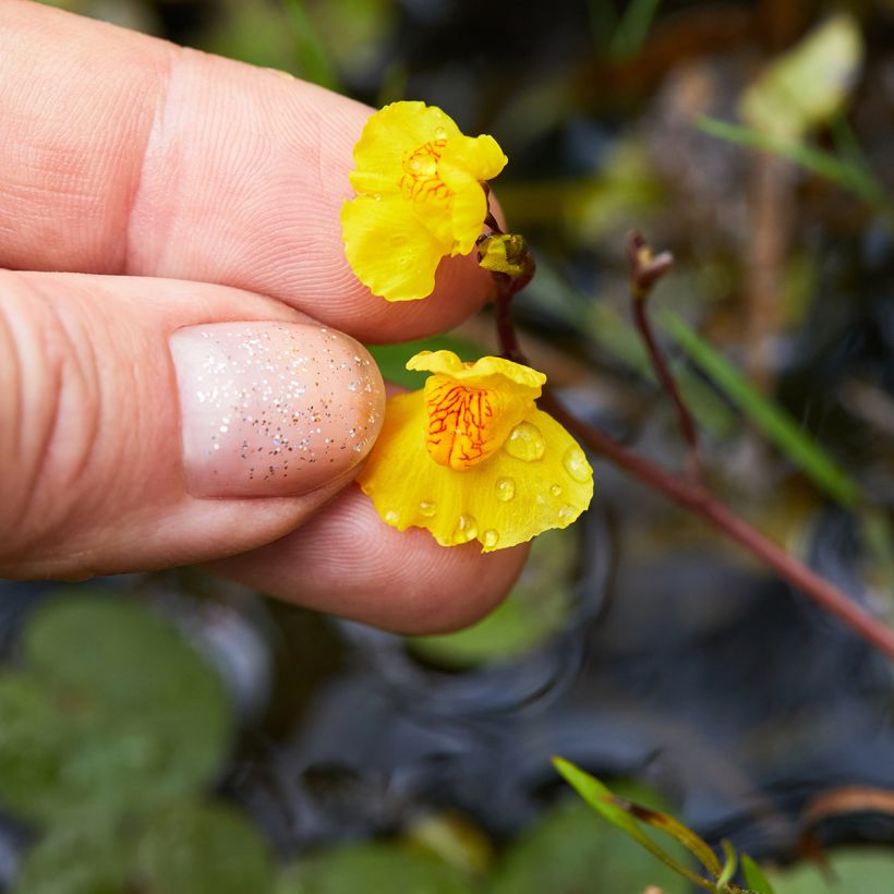 Utricularia vulgaris - Erba-vescica comune (Fioritura)