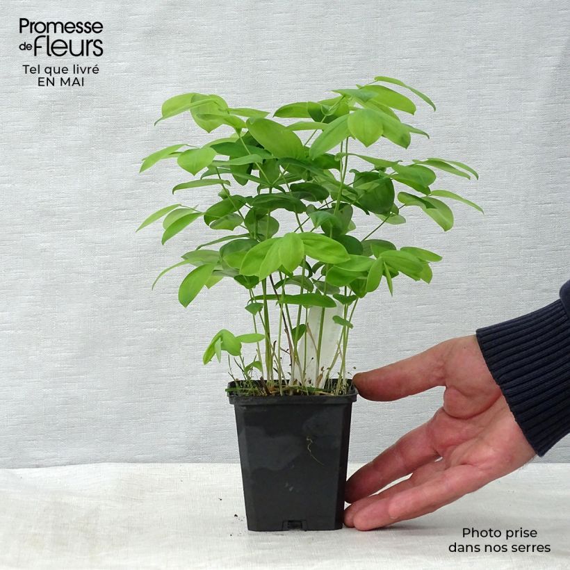 Example of Uvularia grandiflora Vasetto da 8/9 cm as you get in printemps