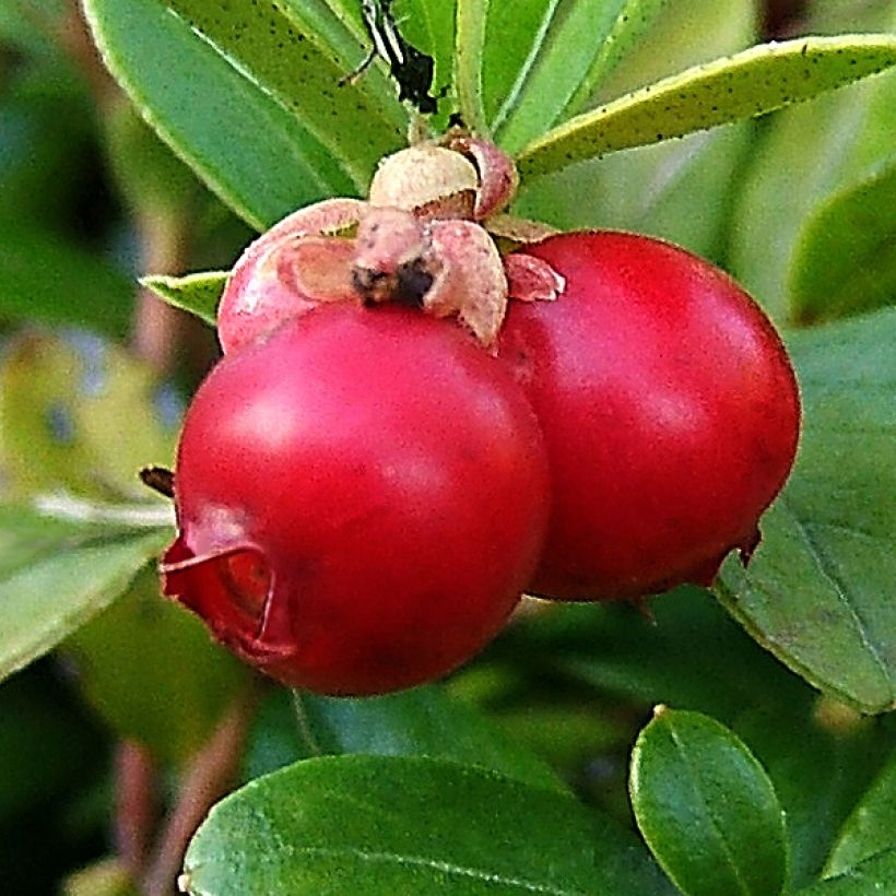 Vaccinium macrocarpon - Mirtillo rosso americano (Harvest)